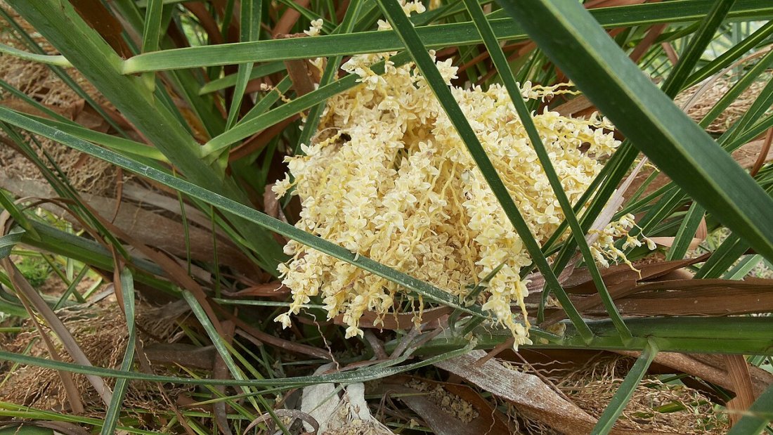 Pollen de Palmier