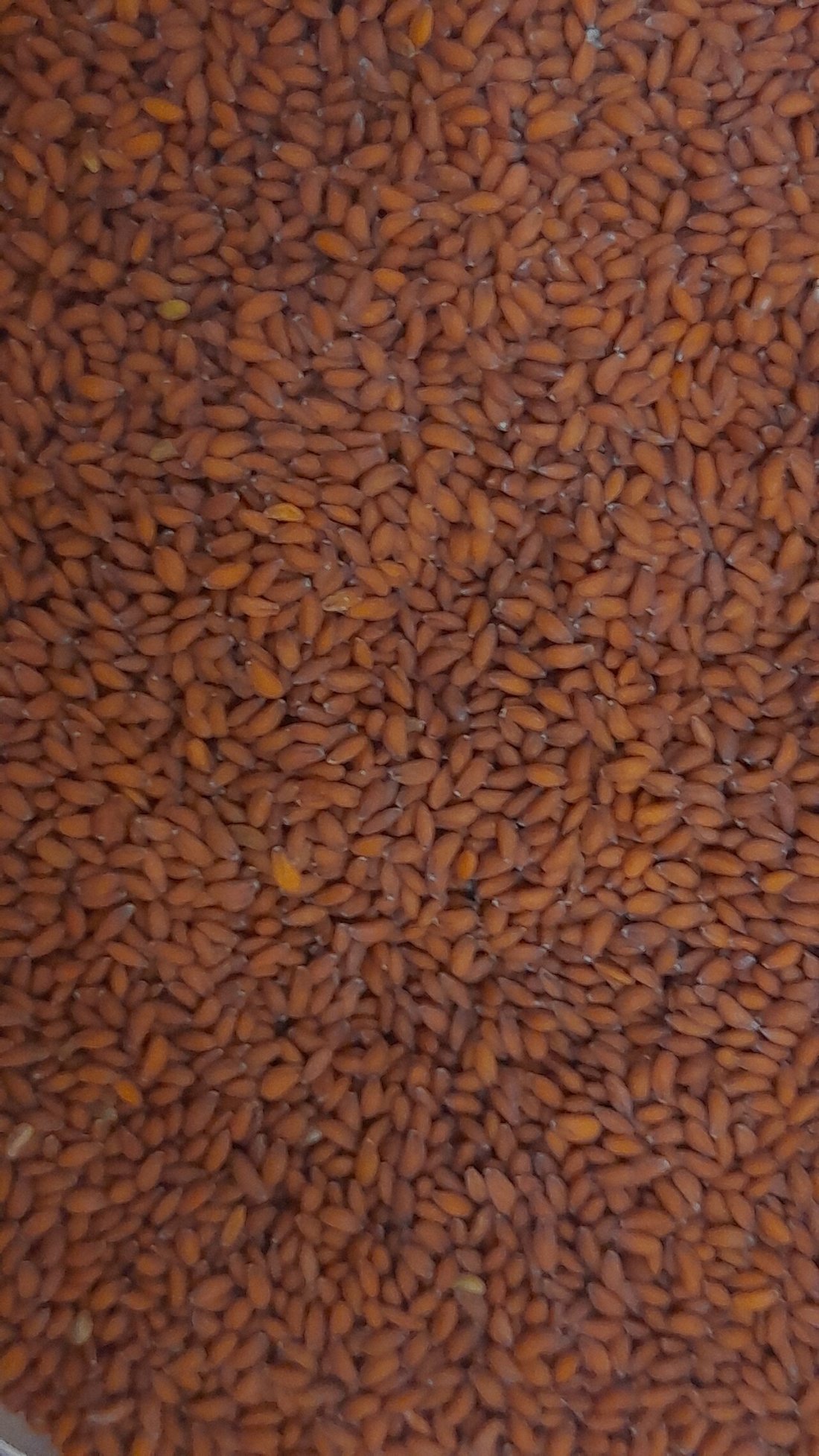 Cresson Alénois (Hab Rchad)