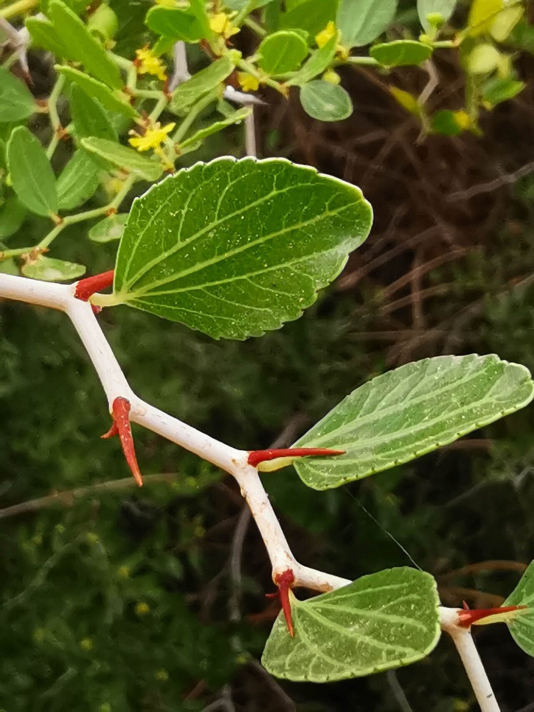 Jujubier (Feuilles de Sidr)