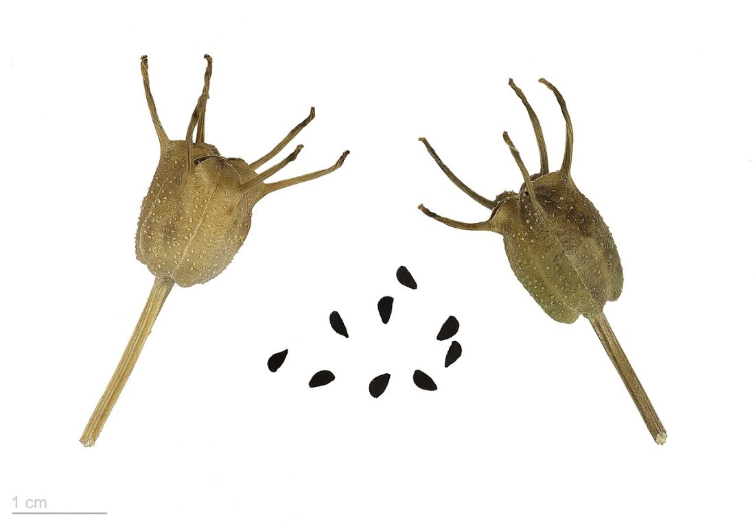 Graines de Nigelle (Habba Sawda)