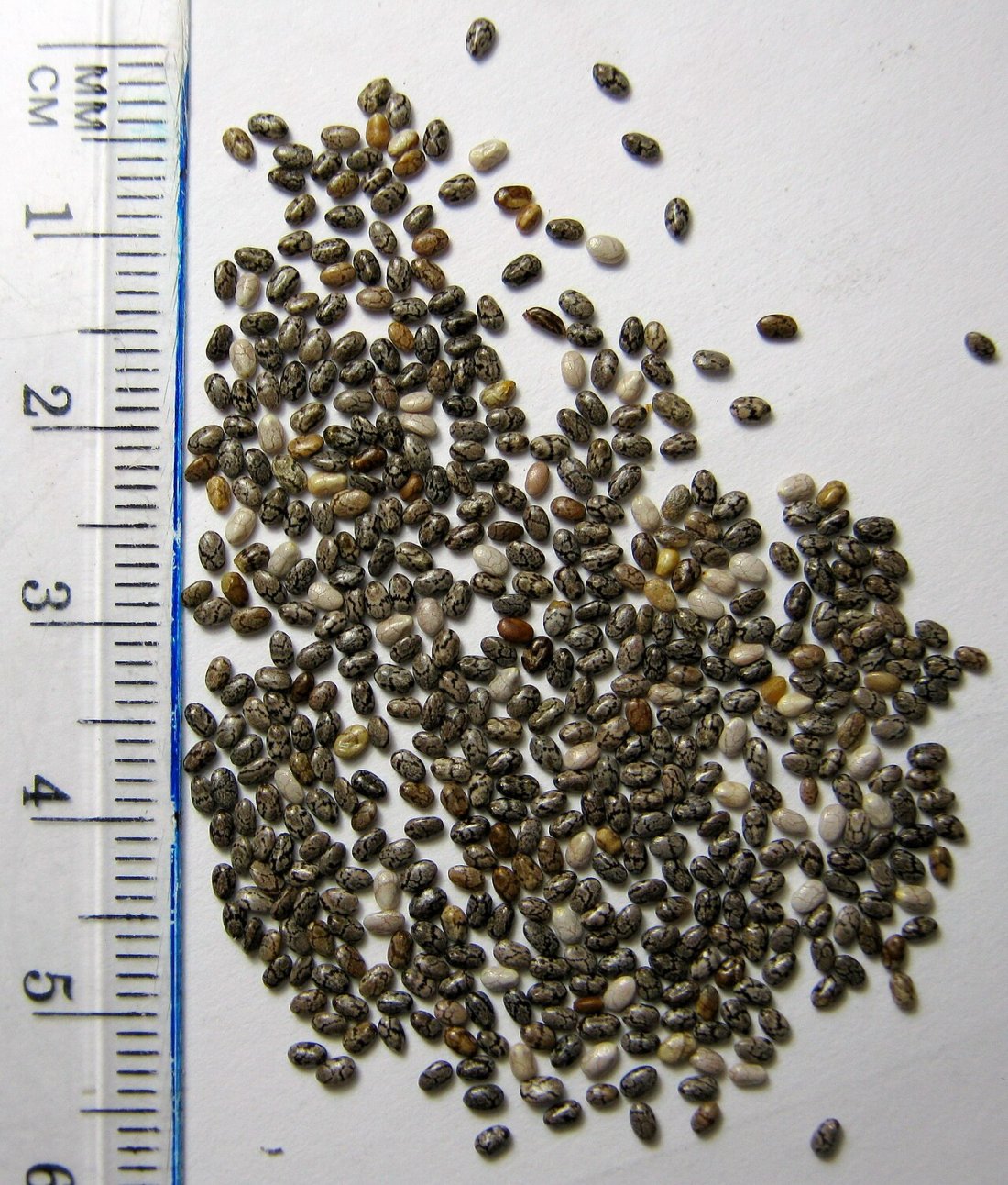 Graines de Chia