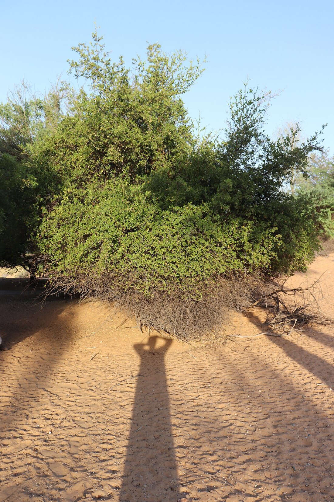 Poudre de Sidr (Jujubier)