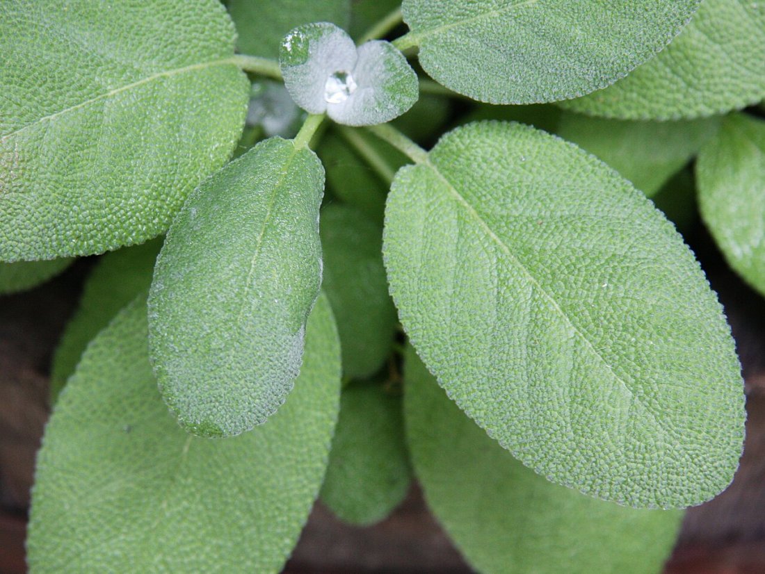 Sauge Officinale (Meriamia)