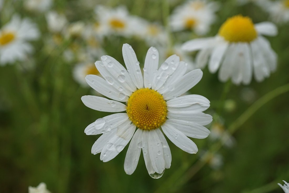 Camomille