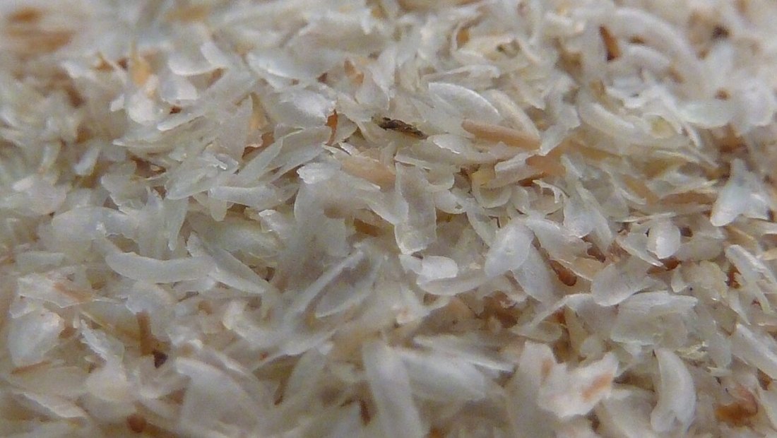 Psyllium (Katouna)