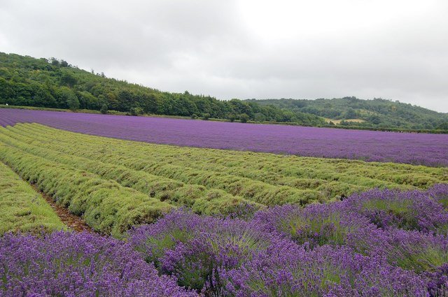 Lavande (fleurs séchées)